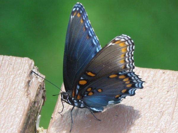 Red Spotted Purple Admiral